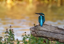 Eisvogel 