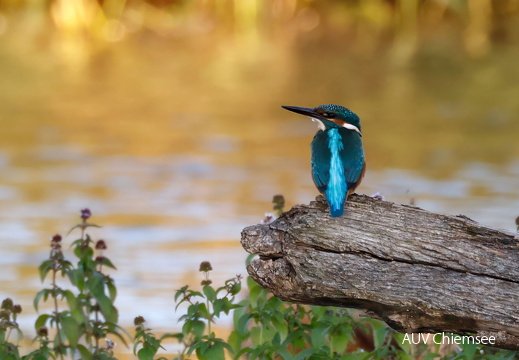Eisvogel 