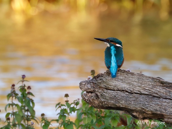 Eisvogel 