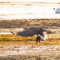 Seeadler bringt Beute zur Sandbank