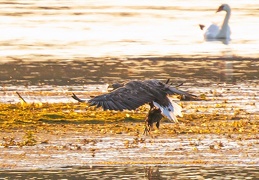 Seeadler bringt Beute zur Sandbank