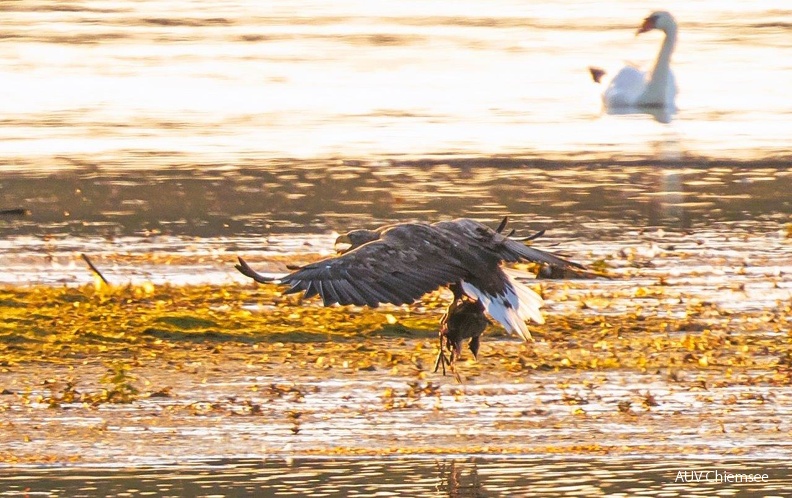 AktNatBeo-230920-ah-13-Seeadler_bringt_Beute_zur_Sandbank_HB_2_(3).jpg