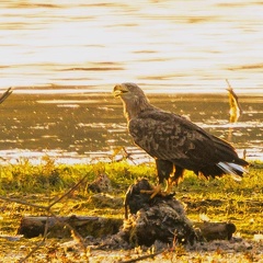 Seeadler kröpft Beute