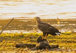 Seeadler kröpft Beute