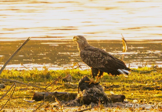 Seeadler kröpft Beute