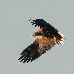 Seeeadler fixiert flugunfähige Blessralle 