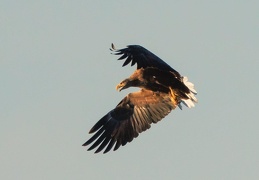 Seeeadler fixiert flugunfähige Blessralle 