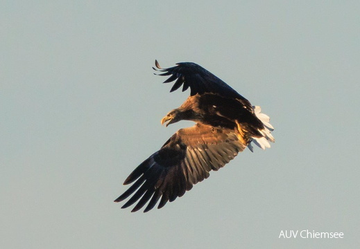 Seeeadler fixiert flugunfähige Blessralle 