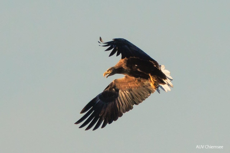 Seeadler fixiert flugunfähige Blessralle
Mit einem Klick! zur Fotogeschichte mit weiteren Bildern
Naturbeobachtungsturm Hirschauer Bucht / 20.09.2023/ Foto: Andreas Hartl
AktNatBeo-230920-ah-05-Seeeadler_fixiert_flugunfaehige_blessralle_HB.jpg