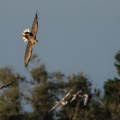 Seeadler attackiert Graugänse HB (1)