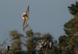 Seeadler attackiert Graugänse HB (1)