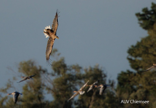 Seeadler attackiert Graugänse HB (1)