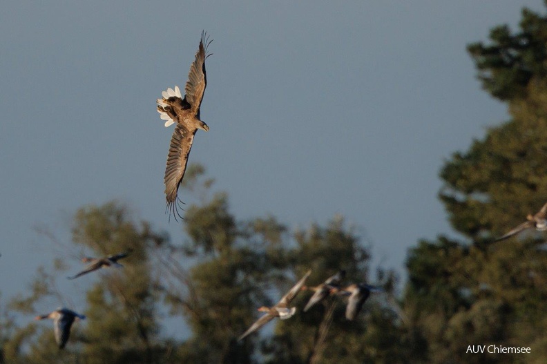 AktNatBeo-230920-ah-02-Seeadler_attackiert_Graugaense_HB_(1).jpg