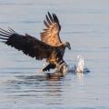 AktNatBeo-230920-ah-10-Seeadler erbeutet Blessralle