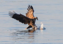 AktNatBeo-230920-ah-10-Seeadler erbeutet Blessralle