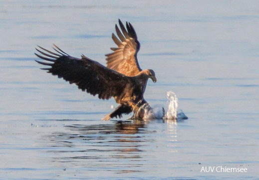 AktNatBeo-230920-ah-10-Seeadler erbeutet Blessralle