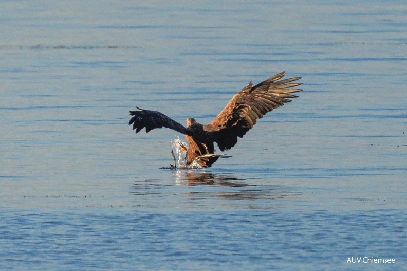 Blessralle taucht vor Angreifer ab
Mit einem Klick! zur Fotogeschichte mit weiteren Bildern
Naturbeobachtungsturm Hirschauer Bucht / 20.09.2023/ Foto: Andreas Hartl
AktNatBeo-230920-ah-07-Blessralle_taucht_vor_Angreifer_ab_HB_2_(1).jpg