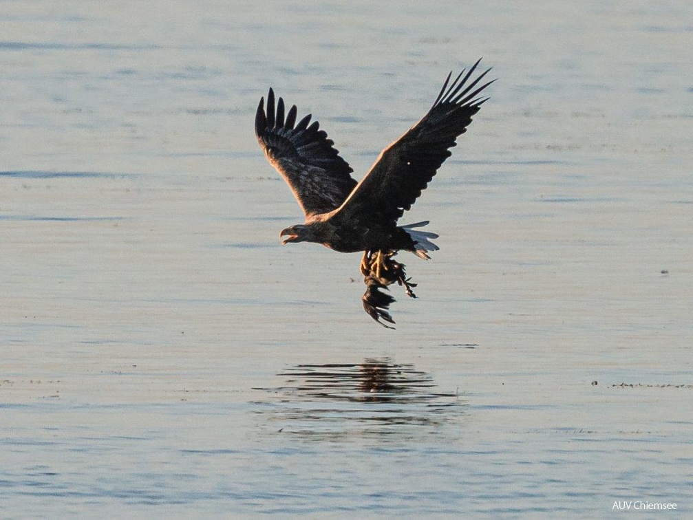 Seeadler bringt Beute zur Sandbank