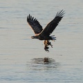 Seeadler bringt Beute zur Sandbank