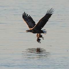 Seeadler bringt Beute zur Sandbank