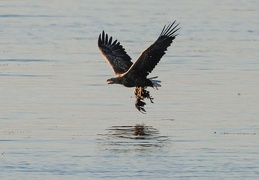 Seeadler bringt Beute zur Sandbank