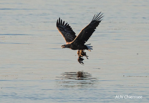 Seeadler bringt Beute zur Sandbank