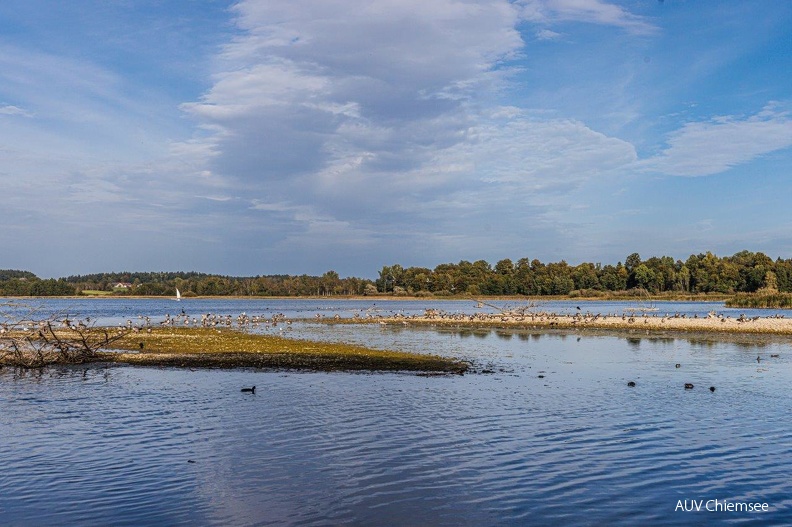 AktNatBeo-230920-ah-30-Graugaense_am_rimstinger_strandbad_2_(1).jpg