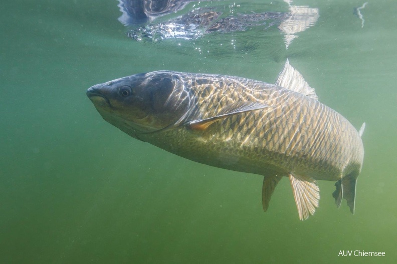 Graskarpfen
Mit einem Klick! zur Fotogeschichte mit weiteren Bildern
Schlosssee / 14.10.2023 / Foto: Andreas Hartl
AktNatBeo-230920-ah-05-Graskarpfen_Schlosssee_(1).jpg