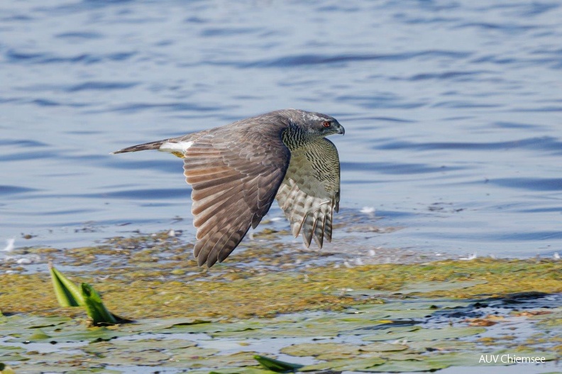 AktNatBeo-230920-ah-21-Habicht_HB.jpg