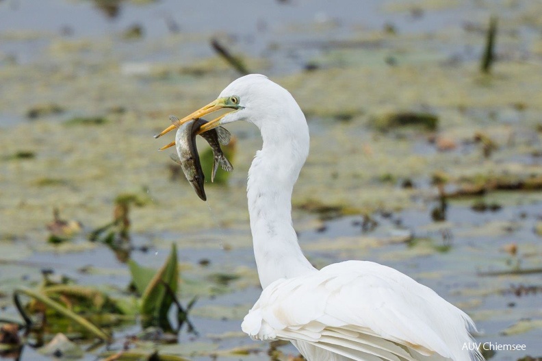 Silberreiher mit Beute
Mit einem Klick! zur Fotogeschichte mit weiteren Bildern
Naturbeobachtungsturm Hirschauer Bucht / 14.10.2023 / Foto: Andreas Hartl
AktNatBeo-230920-ah-25-Silberreiher_HB_(1).jpg