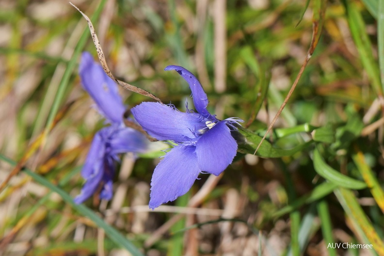 Frasenenzian
Mit einem Klick! zur Fotogeschichte mit weiteren Bildern
Laubensteingebiet, Aschau i.Chiemgau / 13.10.2023 / Foto: Johannes Almer
AktNatBeo-231013-ja-5_Frasenenzian.jpg