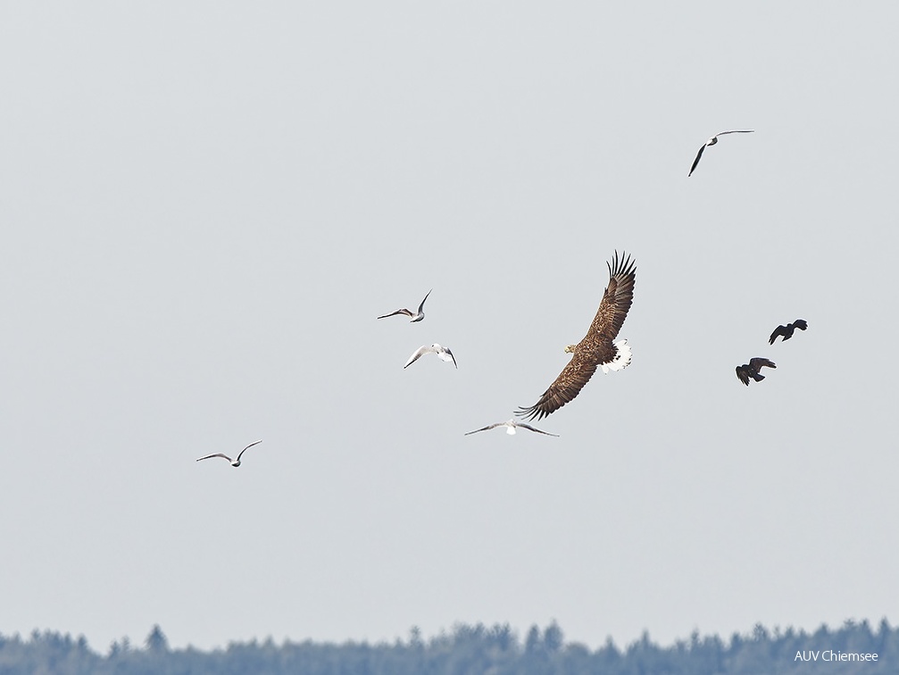 Seeadler und sein nervender Tross