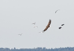 Seeadler und sein nervender Tross