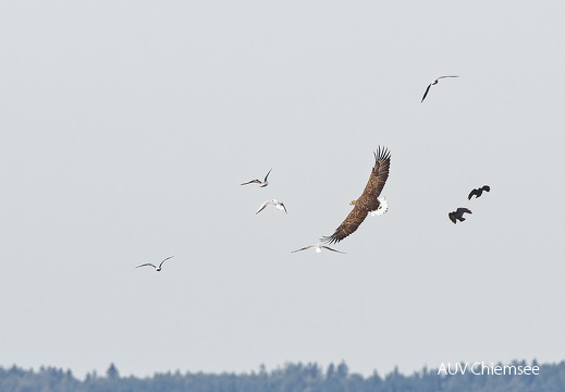 Seeadler und sein nervender Tross
