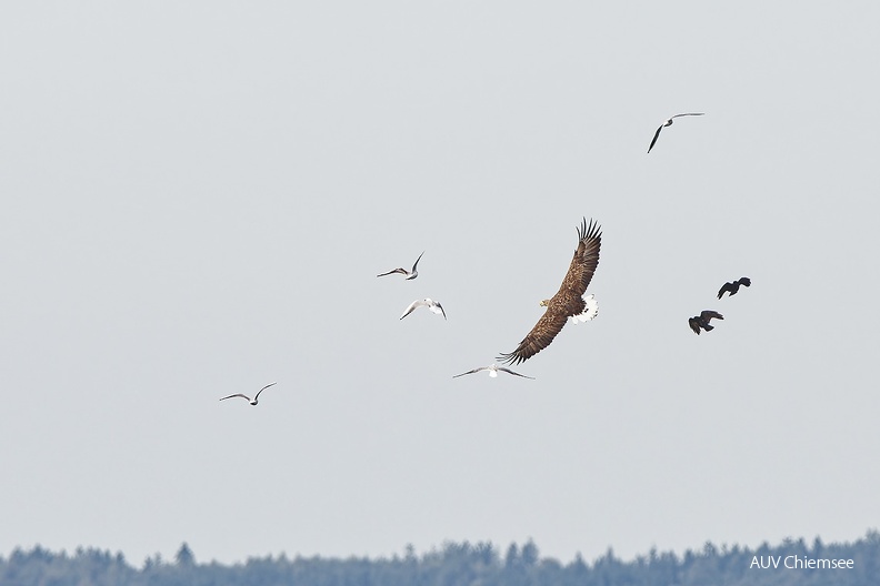 Seeadler und sein nervender Tross
Mit einem Klick! zur Fotogeschichte mit weiteren Bildern
Beobachtungsturm Hirschauer Bucht / 6.10.2023 / Foto: Thomas Alberer
AktNatBeo-231006-ta-21-HB-Seeadler-06-10-23.jpg