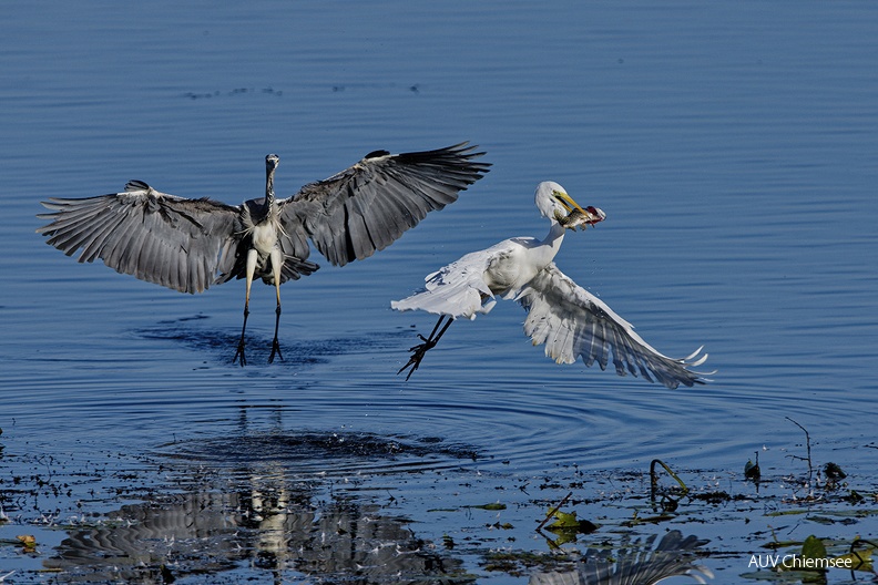 Silberreiher entflieht mit Beute
Mit einem Klick! zur Fotogeschichte mit weiteren Bildern
Beobachtungsturm Hirschauer Bucht / 6.10.2023 / Foto: Thomas Alberer
AktNatBeo-231006-ta-06-HB-Graiu-und-Silberreiher-06-10-23.jpg