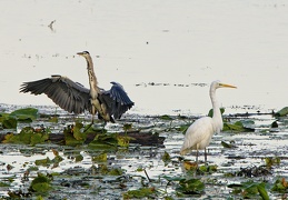 Grau- und Silberreiher