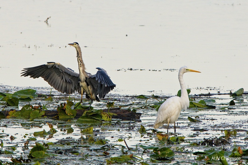 Grau- und Silberreiher
Mit einem Klick! zur Fotogeschichte mit weiteren Bildern
Beobachtungsturm Hirschauer Bucht / 6.10.2023 / Foto: Thomas Alberer
AktNatBeo-231006-ta-01-HB-Grau-und Silberreiher-06-10-23.jpg