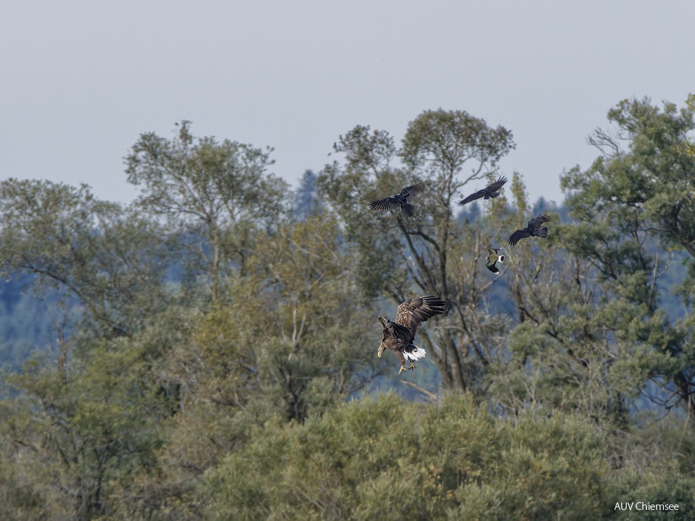 Seeadler mit nervendem Tross