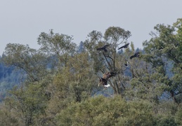 Seeadler mit nervendem Tross