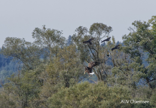 Seeadler mit nervendem Tross