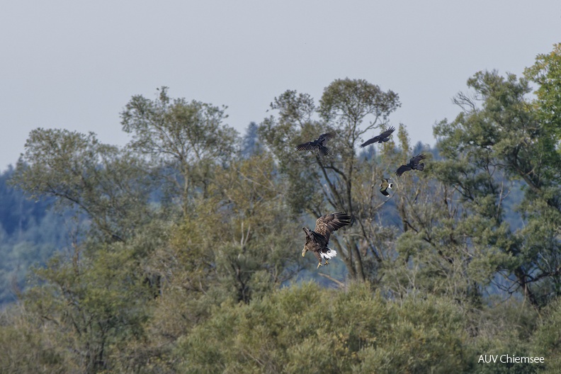 AktNatBeo-231006-ta-14-HB-Seeadler_DSC8889_1.jpg