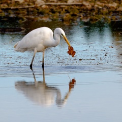 Silberreiher mit Blatt