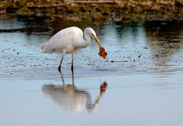 Silberreiher mit Blatt