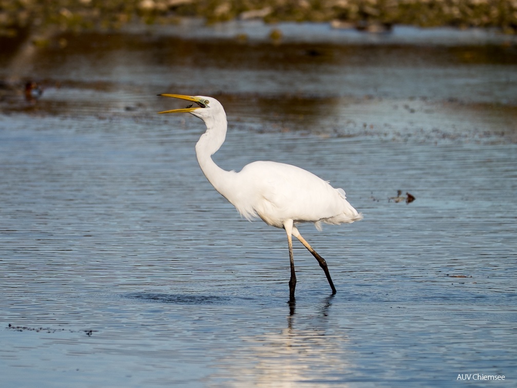 Silberreiher mit kleinem Fisch