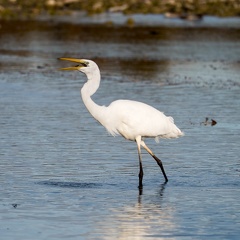 Silberreiher mit kleinem Fisch