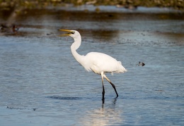 Silberreiher mit kleinem Fisch