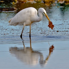 Monatsstartbild November 2023 Silberreiher mit Blatt