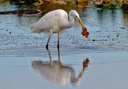 Monatsstartbild November 2023 Silberreiher mit Blatt