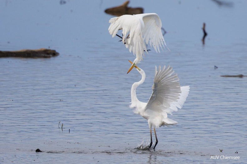 Tanz der Silberreiher
Mit einem Klick! zur Fotogeschichte mit weiteren Bildern
Naturbeobachtungsturm Hirschauer Bucht / 19.11.2023 / Foto: Andreas Hartl
AktNatBeo-231119-ah-34-Tanz der Silberreiher HB (4).jpg